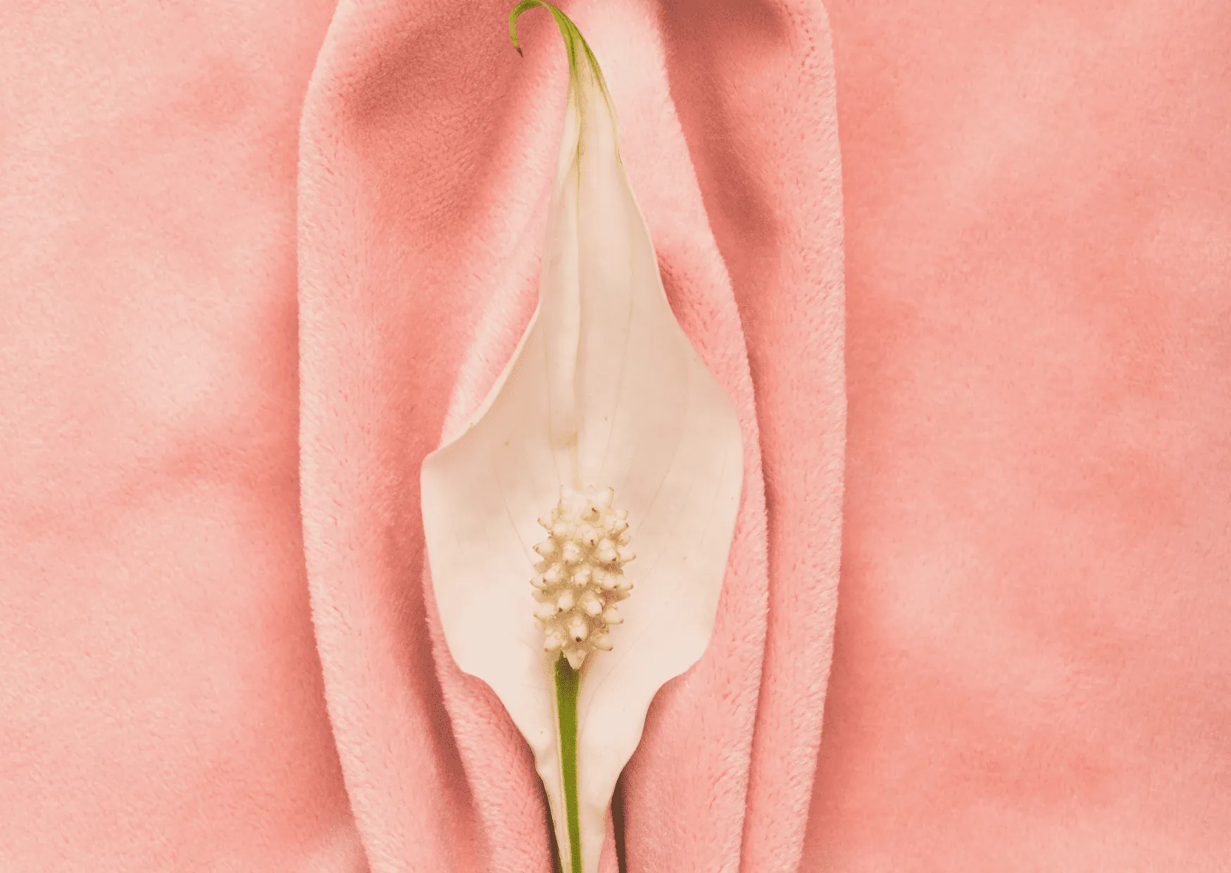 Labiaplasty section 2